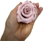 Stabilizovaná ruža KIARA XL nostalgia rose (hlava)