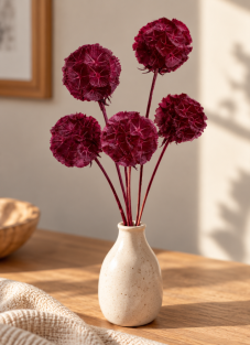 Sušená Scabiosa bordó