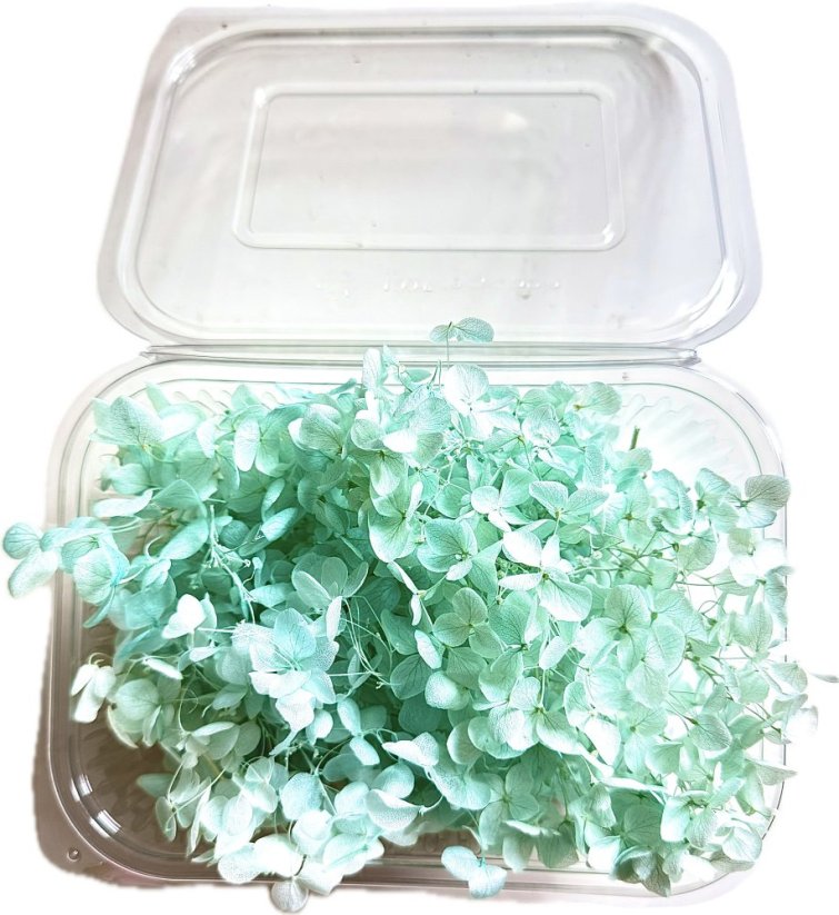 Stabilizovaná hortenzie CABEZA mentolová KVĚTY 10g