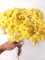 Sempreviva Helichrysum/Imortelka, slaměnka žlutá, svazek 30g