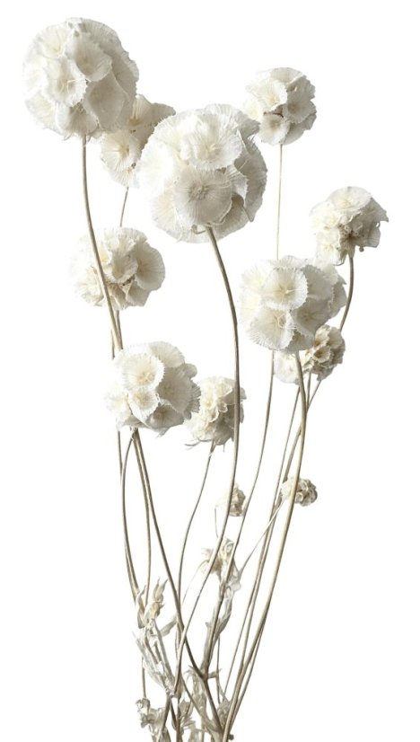 Stabilizovaná Scabiosa bělená svazek 10 květů