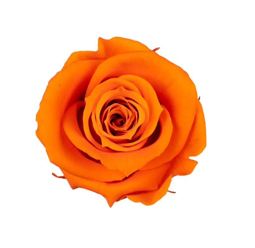 Stabilizovaná ruža Rose Amor M+ oranžová (hlava)