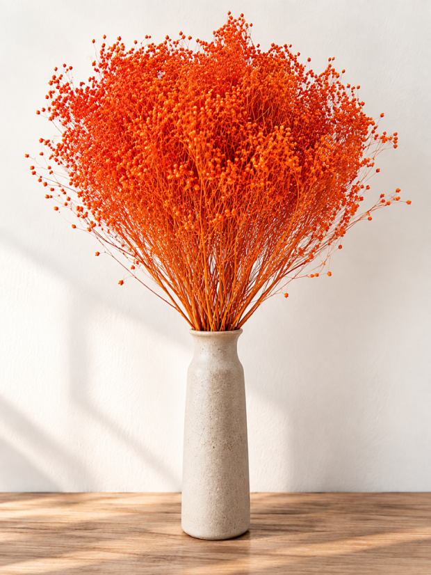 Sušený Broom Bloom oranžový/pomerančový, kytice/svazek