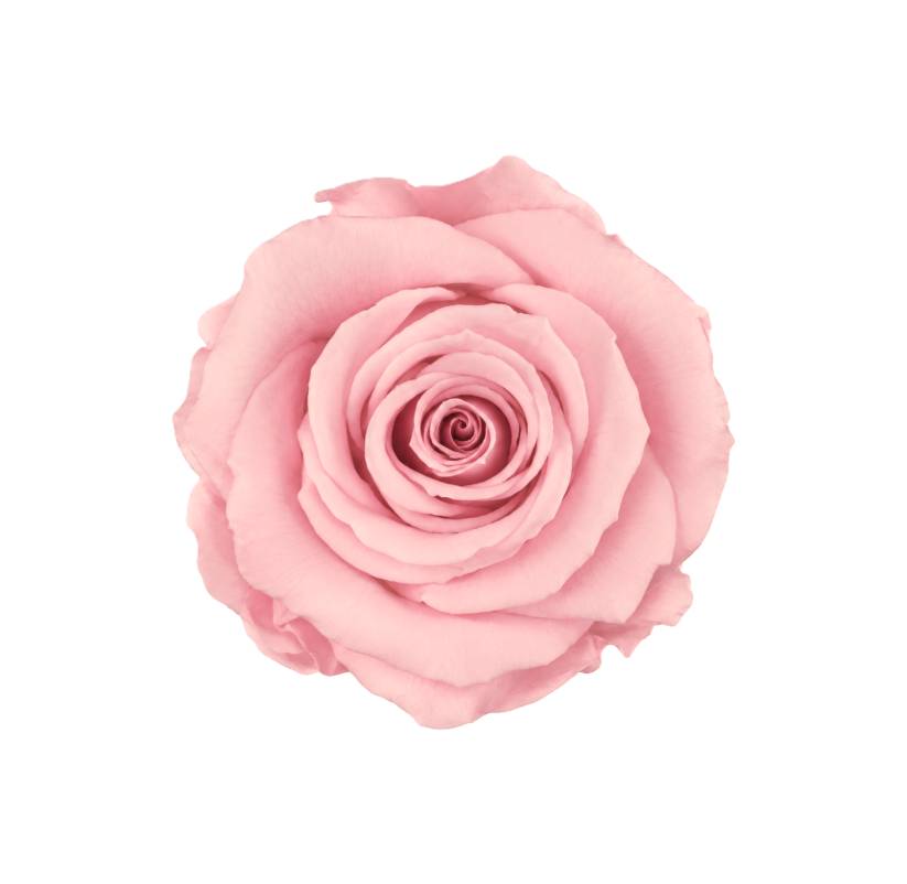 Stabilizovaná ruža Rose Amor  M+ baby pink/svetlo ružová (hlava)