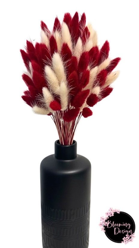 Sušená kytica 100ks zajačieho chvostíka, červená/biela