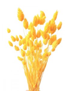 Sušený phalaris kytica/zväzok ŽLTÝ