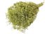 Stabilizovaná mini Gypsophila svazek/kytice zelená limetková