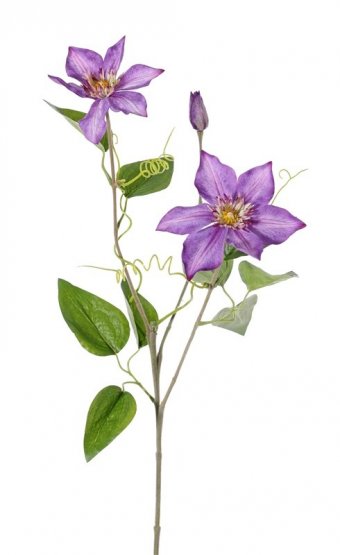 Klematis fialové květy, potažený stonek, 76cm