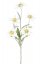 Protěž/Leontopodium ojíněná bílá, 5 květů, 37cm