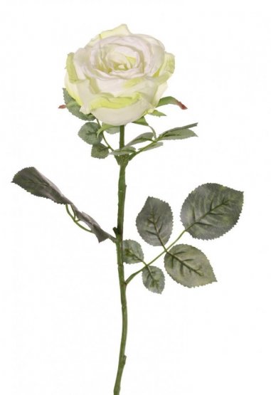 Ruža bielozelená 'premium' s listami, kvet Ø 10 cm, 75cm