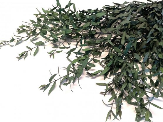 Stabilizovaný eukalyptus PARVIFOLIA, svazek zelených větviček