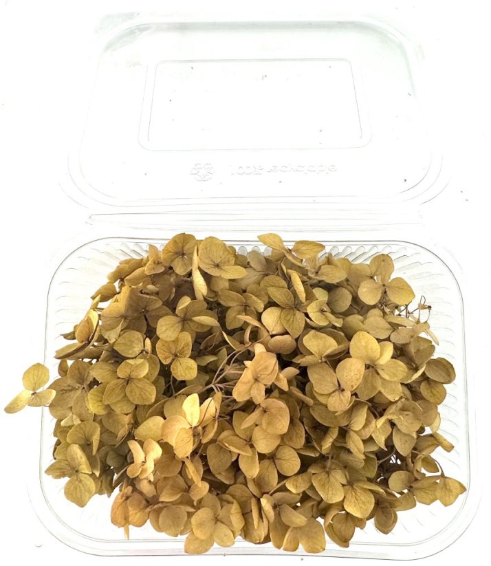 Stabilizovaná hortenzie CABEZA přírodní zelená KVĚTY 15g