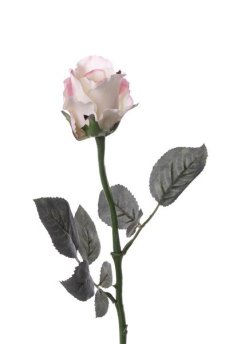 Růže s tmavšími listy bílorůžová 'de luxe' Ø 8cm, 58cm