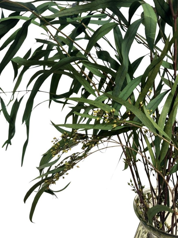 Stabilizovaný eukalyptus Willow s plody, kytica/zväzok 100g