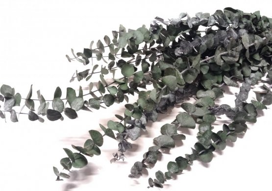 Stabilizovaný eukalyptus BABY, svazek zelených větviček