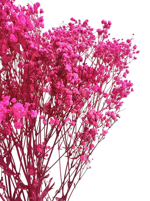Nevěstin závoj/stabilizovaná Gypsophila zväzok/kytica CYKLAMOVÁ - Balenie: 50g