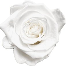 Stabilizovaná ruža KIARA XL biela (hlava)