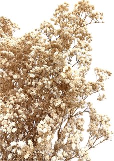 Nevěstin závoj/stabilizovaná Gypsophila svazek/kytice  SMETANOVÁ