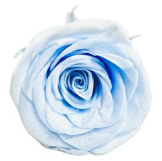 Stabilizovaná růže L/XL světle modrá/baby blue (hlava)