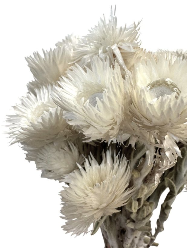 Helichrysum vestitum, slamienka biela, zväzok