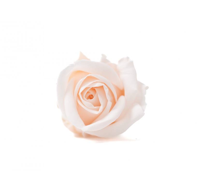 Stabilizovaná růže Kiara  S světle růžová/ baby pink (hlava)