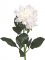 Dahlia biela, Ø 12cm, 1 púčik, 75cm
