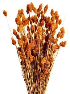 Sušený phalaris kytica/zväzok ORANŽOVÝ