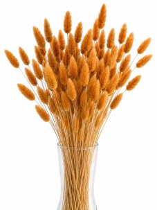Sušený lagurus (králičí ocásek) oranžový
