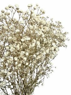 Nevěstin závoj/stabilizovaná Gypsophila svazek/kytice přírodní bílá/krémová