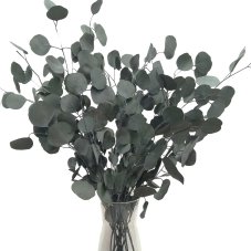 Stabilizovaný eukalyptus populus, kytica/zväzok zelených vetvičiek