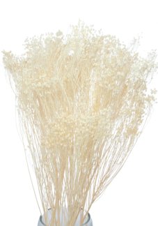 Sušený Broom Bloom bělený, kytice/svazek