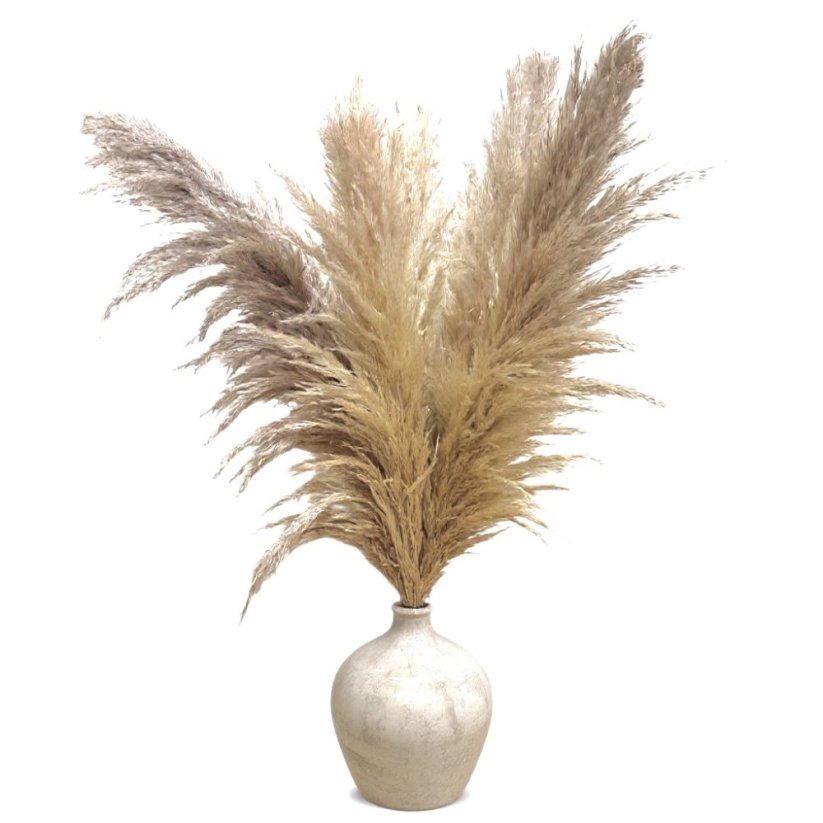 PAMPAS FLUFFY Sušená pampová tráva svetlá prírodná 110cm