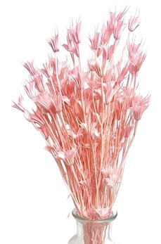 Sušená Nigella Oriental světle růžová