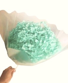 Stabilizovaná hortenzia CABEZA mentolová