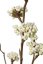 Krásnoplodka (Callicarpa), biele bobule, umelá vetvička, 53cm