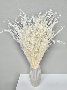 Sušená travina Star Grass bělená 60cm, svazek