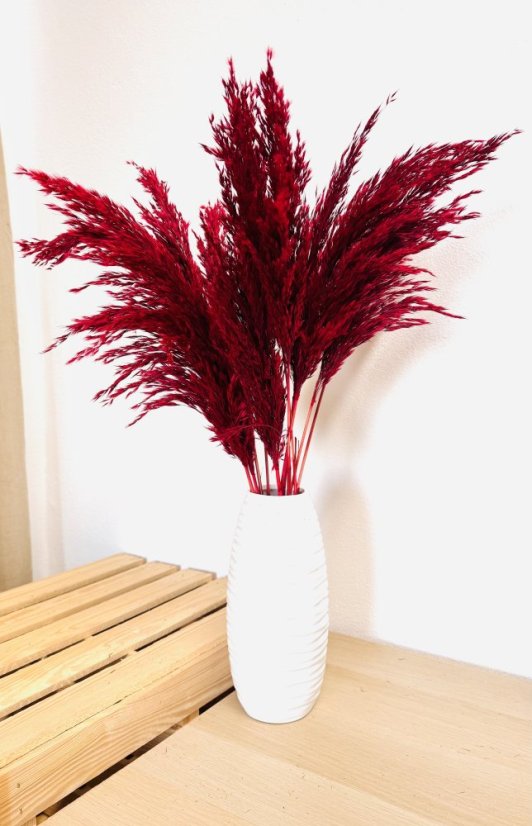 Sušená pampová tráva (pampas) vinová zväzok 10ks, 50cm-60cm
