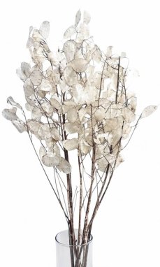 Sušená lunária/mesačník prírodný 80-100cm zväzok