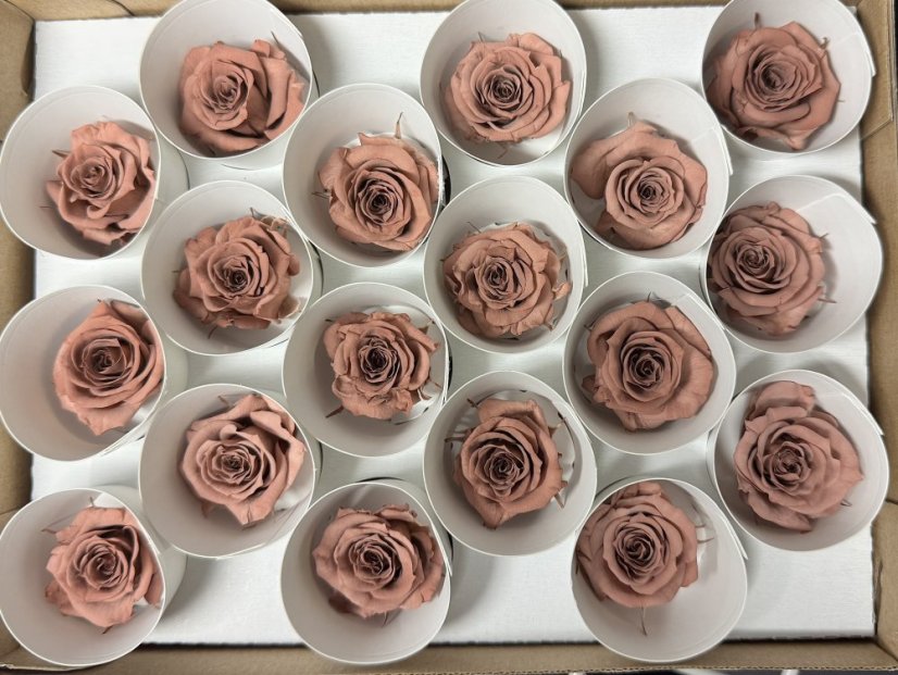 Stabilizovaná ruža Rose Amor  S cappuccino DARK (hlava)