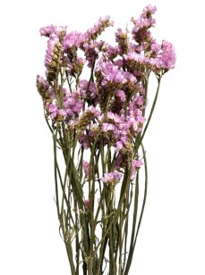 Statice sušená růžovofialová 75cm svazek/kytice 50g