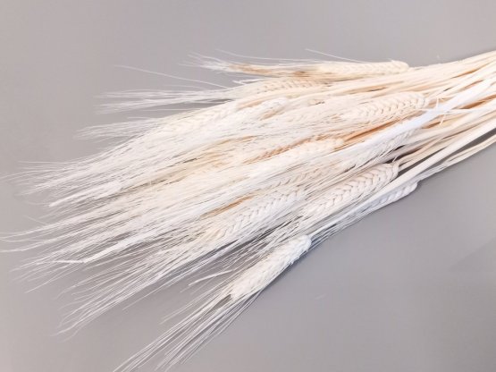 Sušená pšenica fúzatá bielená zväzok