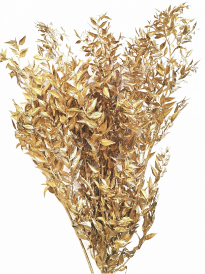 Stabilizovaný ruskus (ruscus) kytice/svazek zlatý