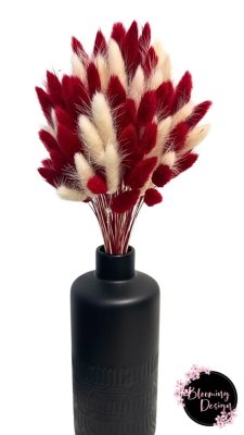 Sušená kytica 100ks zajačieho chvostíka, červená/biela