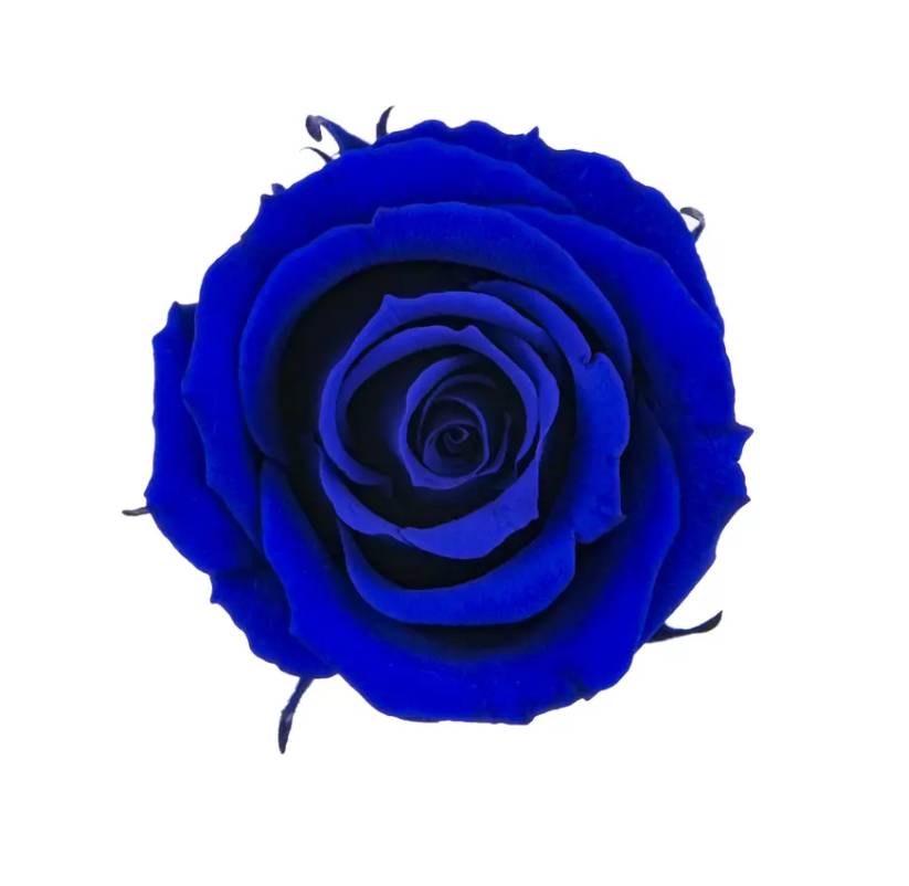 Stabilizovaná ruža Rose Amor M+ tmavo modrá/indigo blue (hlava)