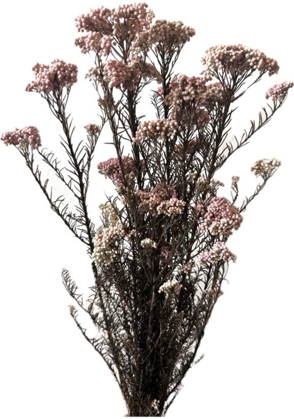 Stabilizovaný ozothamnus diosmi růžový nádech svazek