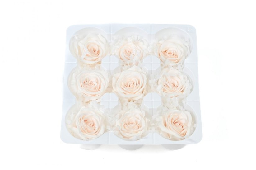 Stabilizovaná růže M+ IVORY