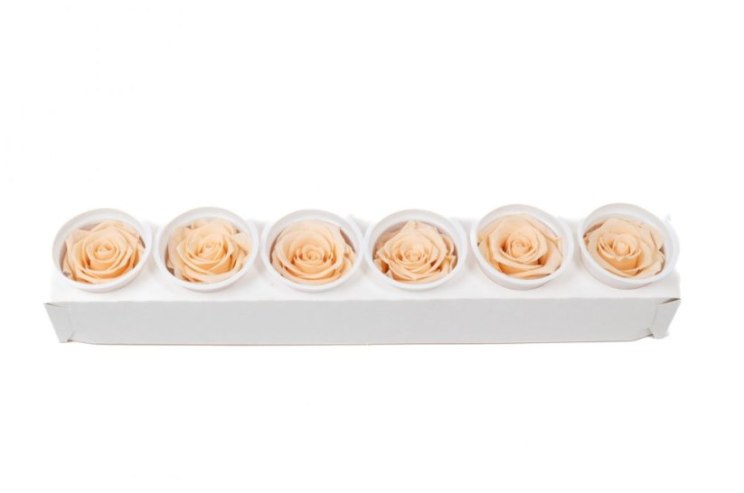 Stabilizovaná růže KIARA XL peach fuzz (hlava)