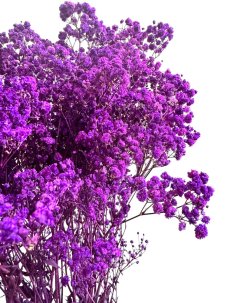 Nevěstin závoj/stabilizovaná Gypsophila svazek/kytice FIALOVÁ