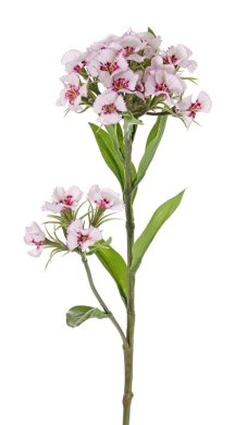 Hvozdík (Dianthus Barbatus), 2 bieloružové kvetenstvo, ako naozajstný, 60cm
