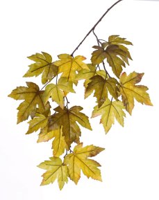 Javorové lístie vetva umelá, zelenožltá 15 listov, 91cm